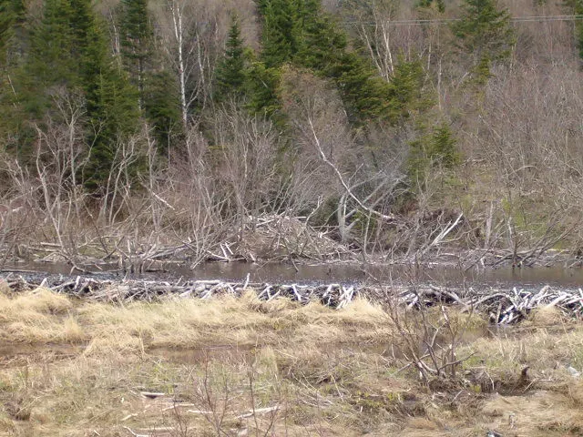 Niche Construction: Organisms Do Not Just Adapt, They Remodel the World (PrudenceMacLeod, Flickr, CC BY 2.0)