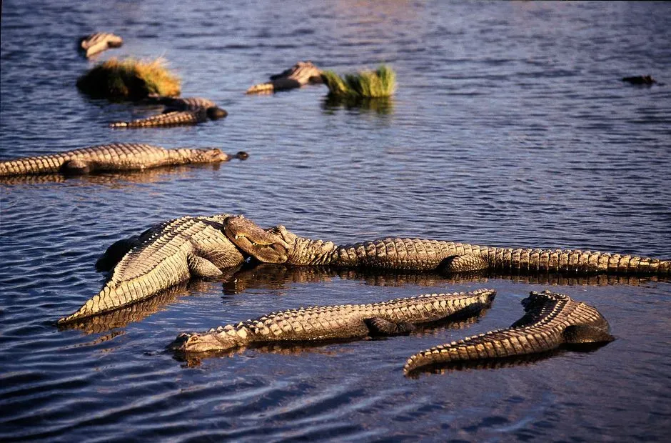 #6 - Alligators Are Not Immune to Infection (Image Credits: Pexels)