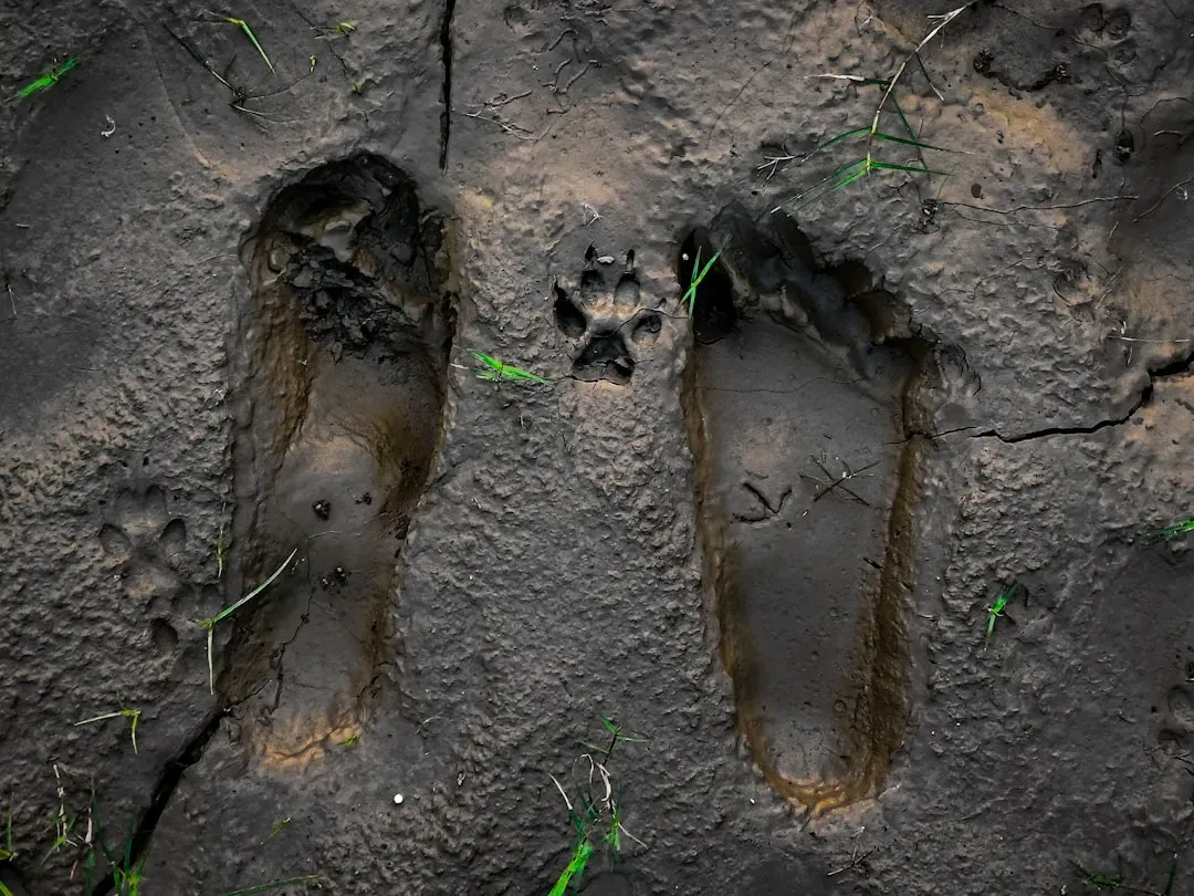 Conclusion: why these footprints matter more than any single date (Image Credits: Unsplash)