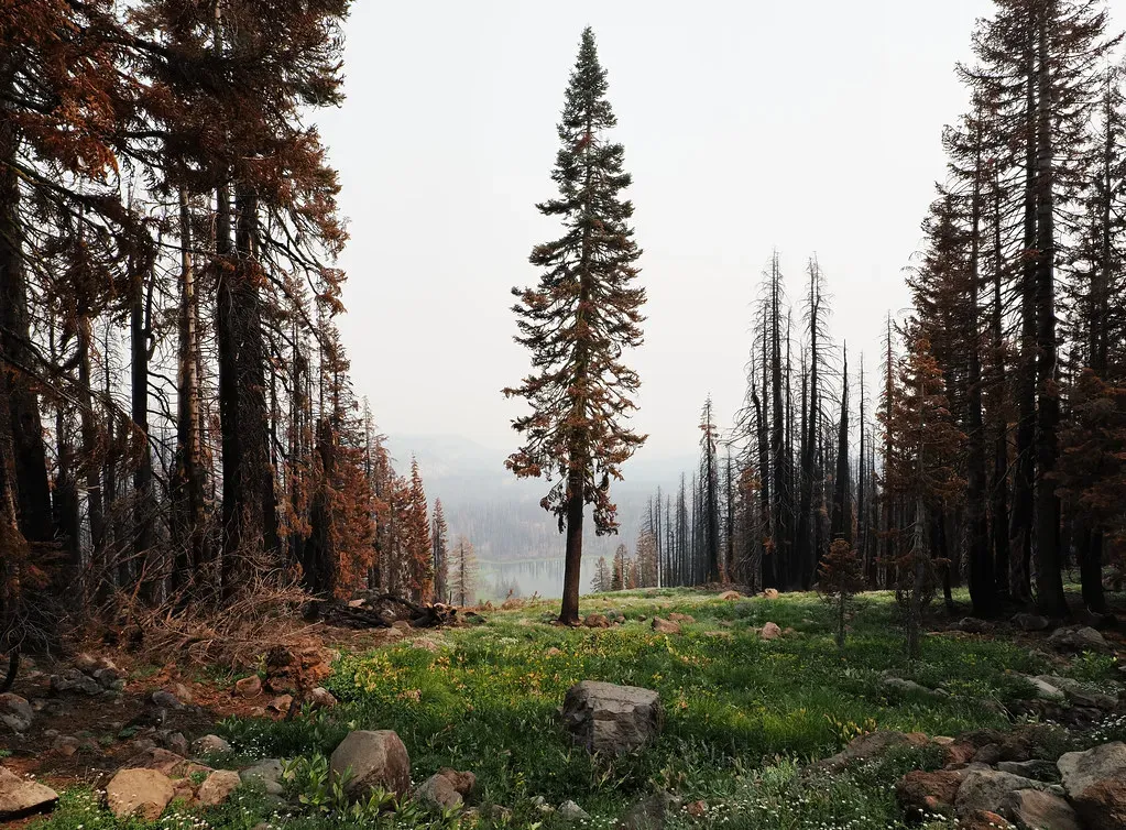 Conclusion – What Your Forest Mirror Says About You (szeke, Flickr, CC BY-SA 2.0)