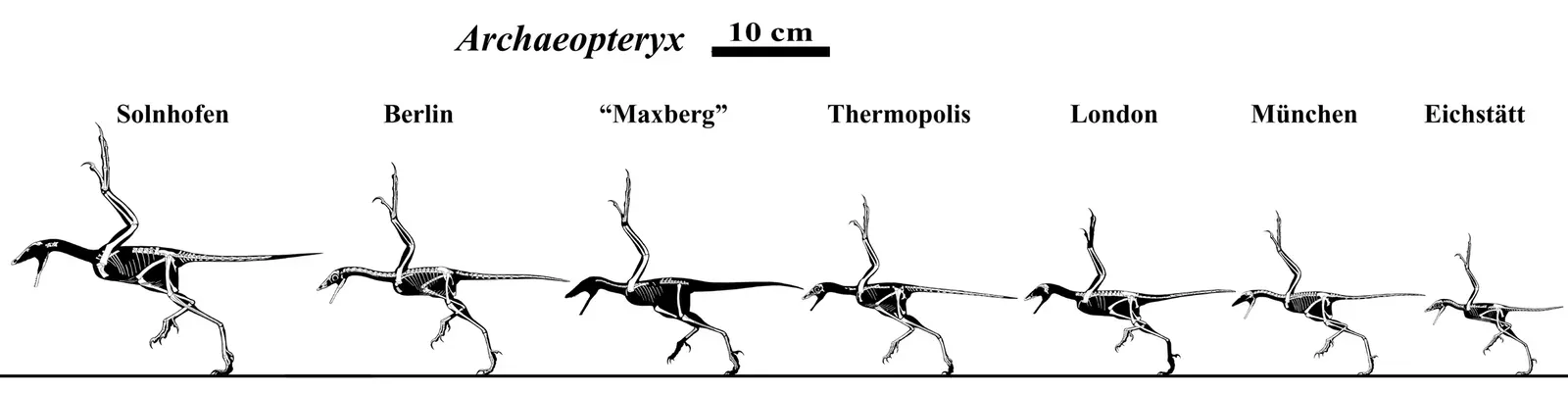4. Archaeopteryx Was Part Walker, Part Flier - and That Changes Everything (By Jaime A. Headden (User:Qilong), CC BY 3.0)