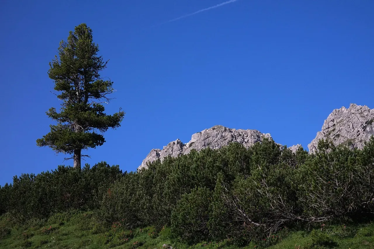 #11 - Ridge Vegetation Zonation Shows the Full Wind Story at a Glance (Image Credits: Pixabay)