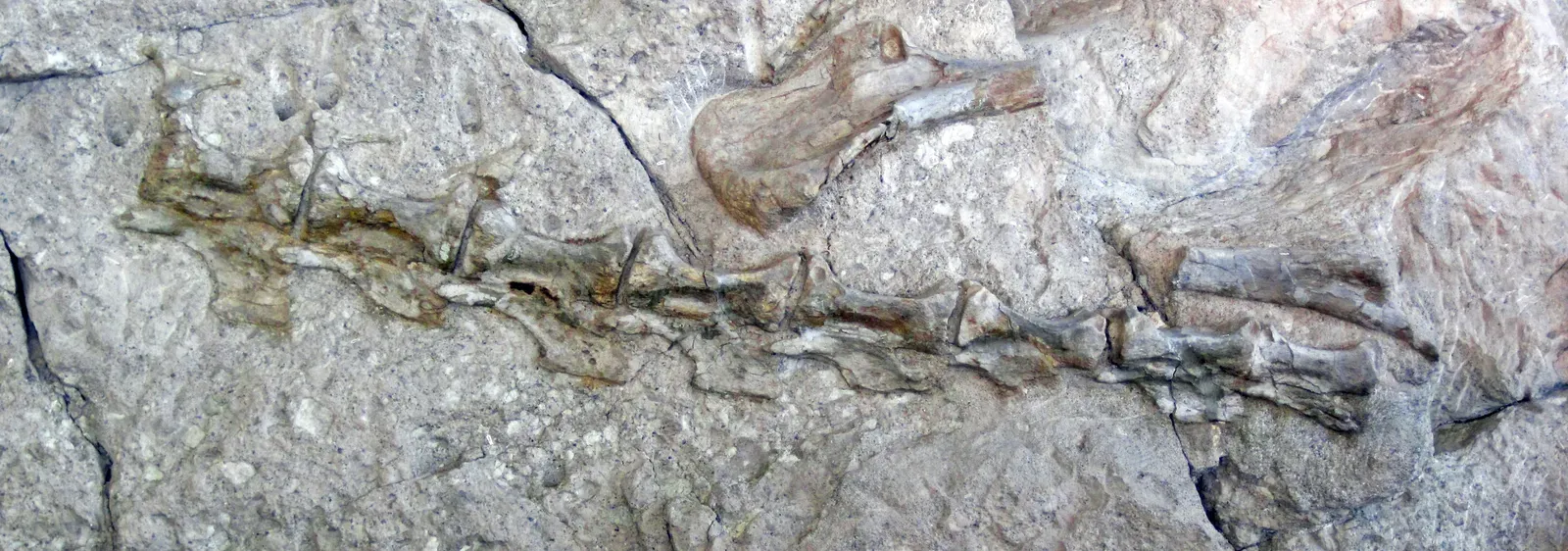 A “Pile of Rocks” That Turned Out to Be a Giant Sauropod Neck (Diplodocus sp. (sauropod dinosaur tail bones) (Morrison Formation, Upper Jurassic; Carnegie Quarry, Dinosaur National Monument, Utah, USA) 6, CC BY 2.0)