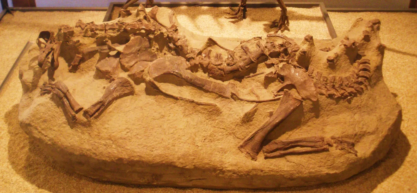 Tiny Beginnings: What Baby Sauropod Fossils Actually Show (By Ghedoghedo, CC BY-SA 3.0)