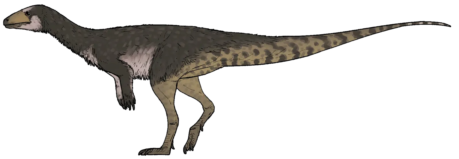 America's Oldest Dinosaur Was Chicken-Sized and Lived 230 Million Years Ago (Image Credits: Wikimedia)