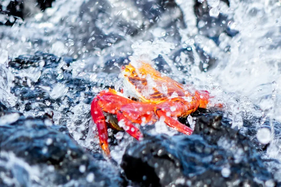 Cancer – Water That Feels and Protects (Image Credits: Unsplash)