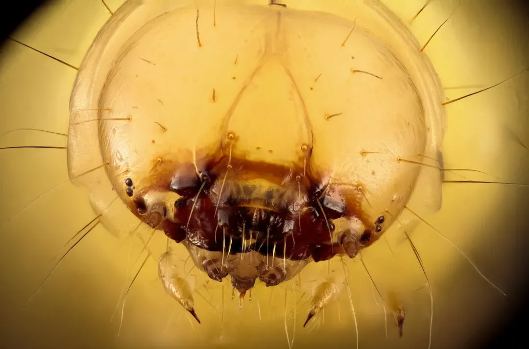 #9 - The Ant and Mite Relationship Scientists Still Can't Settle (Image Credits: Unsplash)