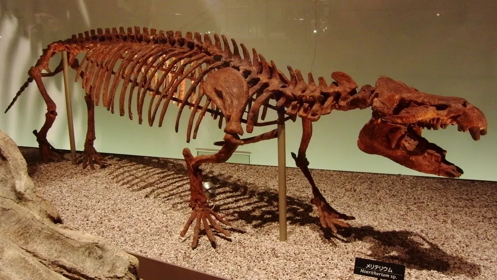 #5 - Moeritherium, the "Wrong" Elephant That Breaks the Cartoon Story (By Momotarou2012, CC BY-SA 3.0)