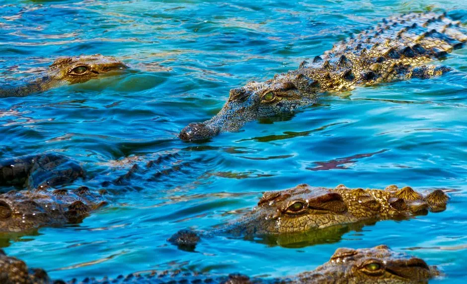 #12 - Cooperative Hunting That Looks More Like Strategy Than Instinct (Image Credits: Pexels)