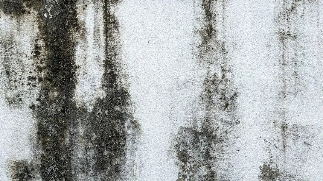 #3: Trapped Moisture and Silent Mold Colonies (Image Credits: Unsplash)