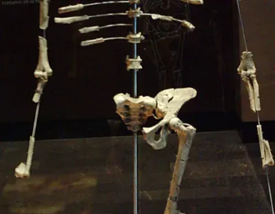 #8 - Her Bones May Reveal How She Died (Image Credits: Wikimedia)