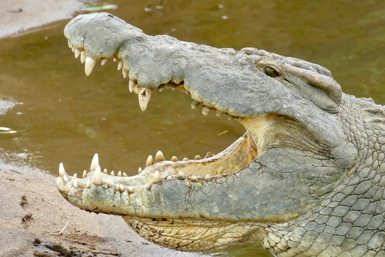 #4 - Teeth That Were Never Built to Chew (Nile Crocodile (Crocodylus niloticus) big male ..., CC BY-SA 2.0)