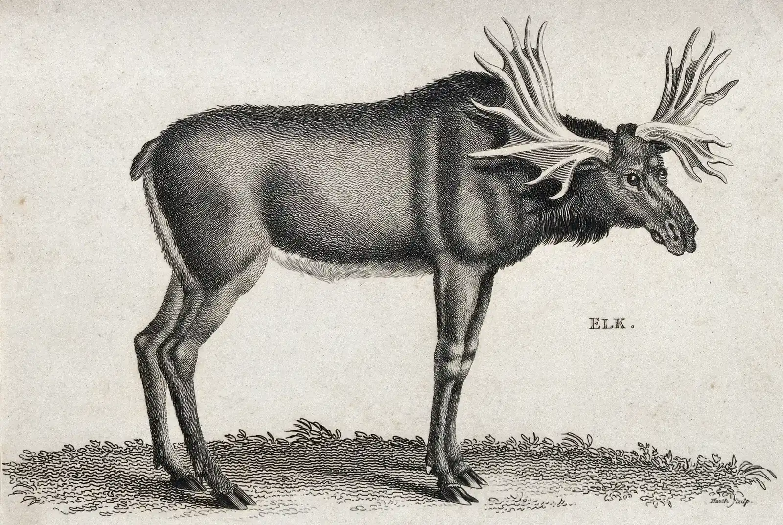 The Abenaki People and the Great Elk (CC BY 4.0)