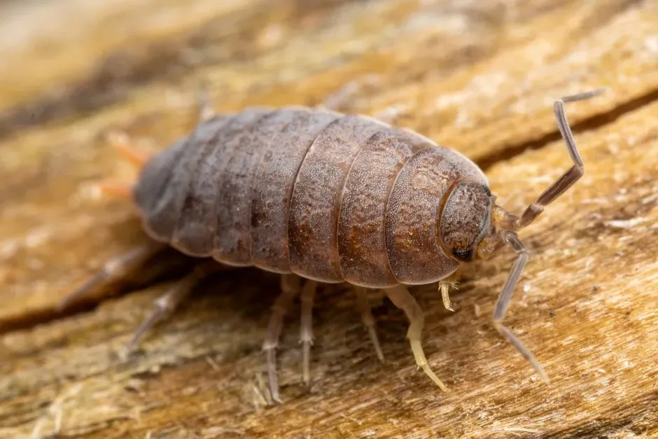 #1 - Woodlice (The Armored Squatters) (Image Credits: Pexels)