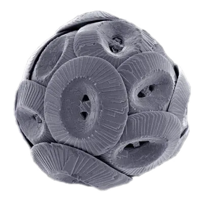 Mystery Magnetofossil Creatures: Navigators Using Earth's Hidden Forces (Image Credits: Wikimedia)