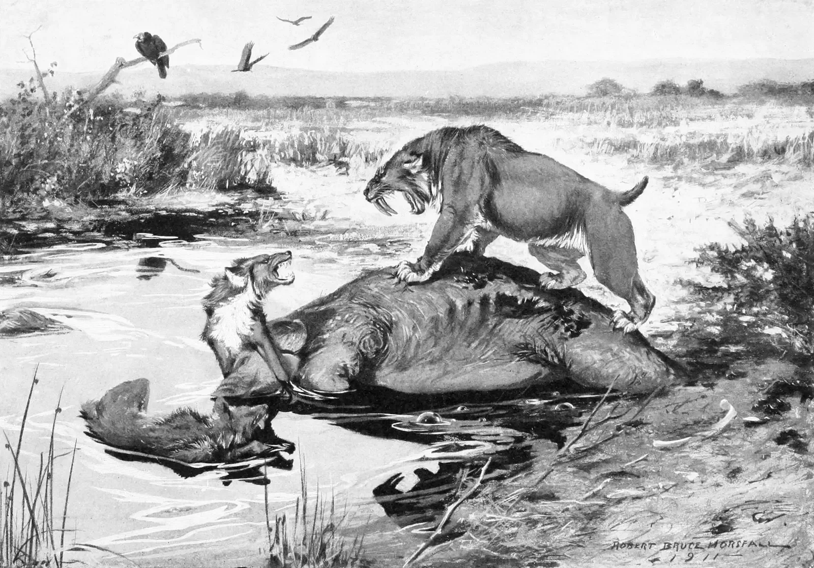3. Getting into brutal fights over carcasses and territory (William Berryman Scott, A history of land mammals in the western hemisphere, New York, MacMillan Publishing Company, 1913. Frontispiece., Public domain)