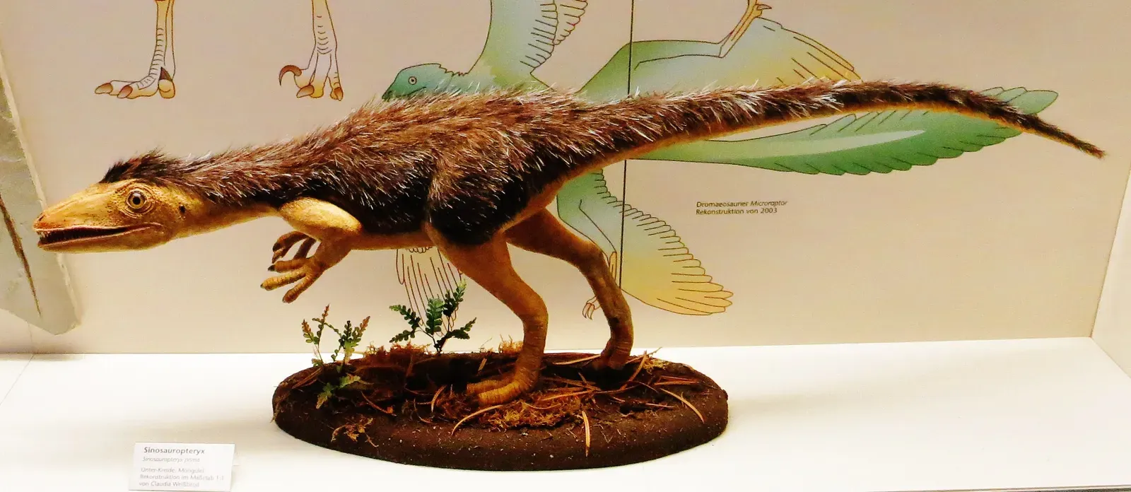 #12 - Sinosauropteryx Was Ginger, and Almost No Model Shows It (By Ghedoghedo, CC BY-SA 4.0)