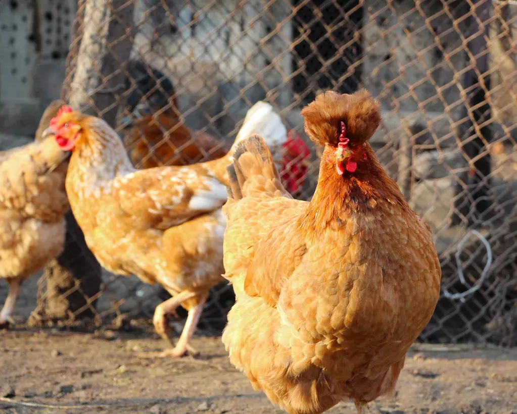 Chickens: The Unexpected T-Rex Relatives (Image Credits: Flickr)