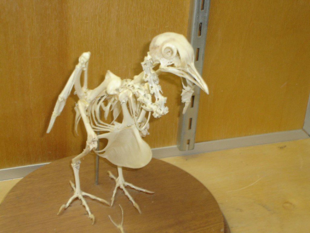 Hollow Bird Bones (Image Credits: Flickr)