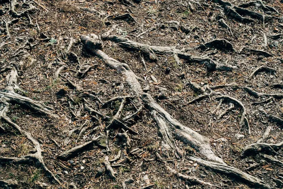 Plants on Land: How Roots and Leaves Reshaped Continents (Image Credits: Pexels)