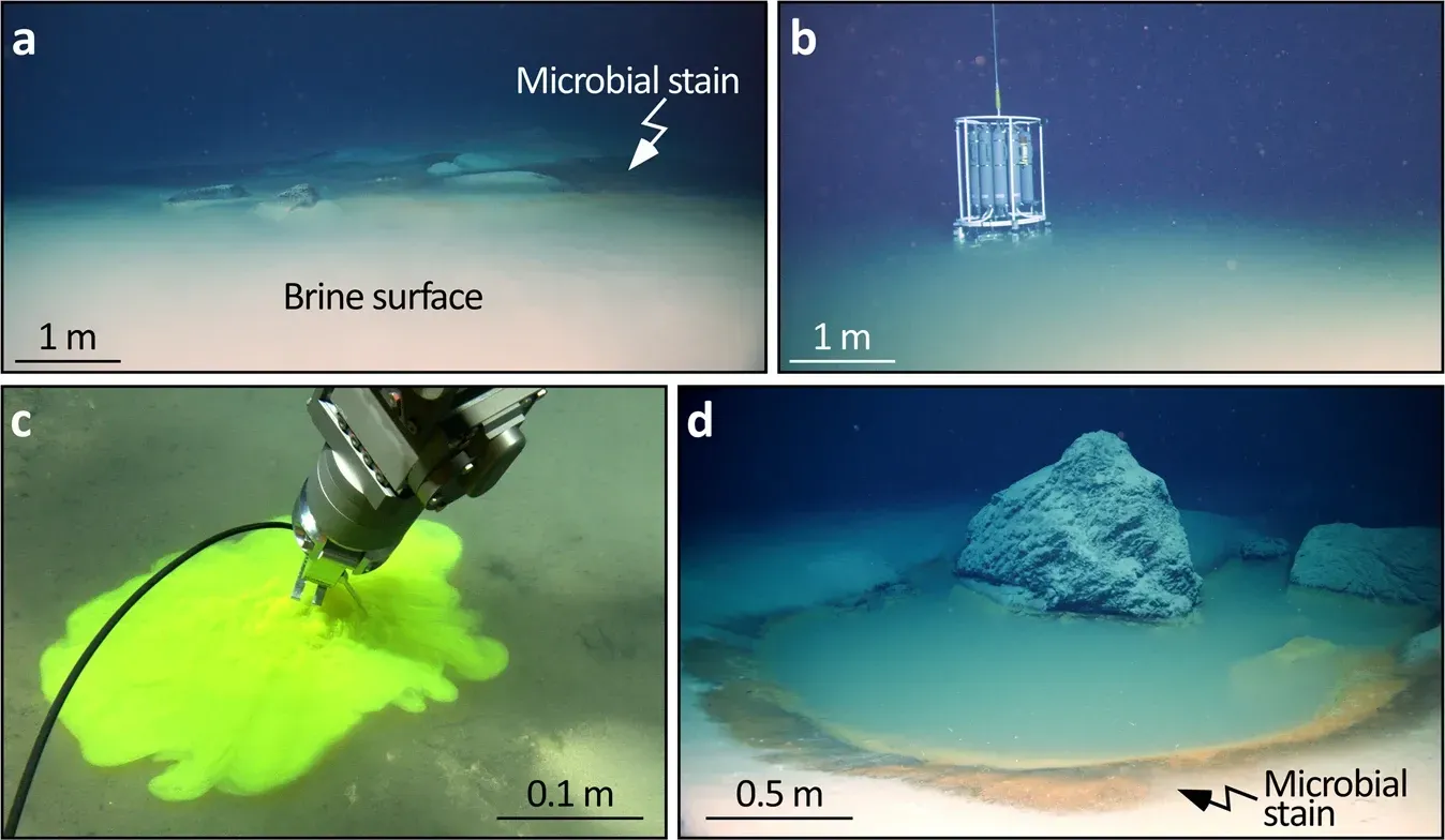 The Red Sea's Death Pools and What They Tell Us About Ancient Oceans (Discovery of the deep-sea NEOM Brine Pools in the Gulf of Aqaba, Red Sea. In: Nature: Communications Earth & Environment volume 3, Article number: 146 (2022); doi:10.1038/s43247-022-00482-x, CC BY-SA 4.0)
