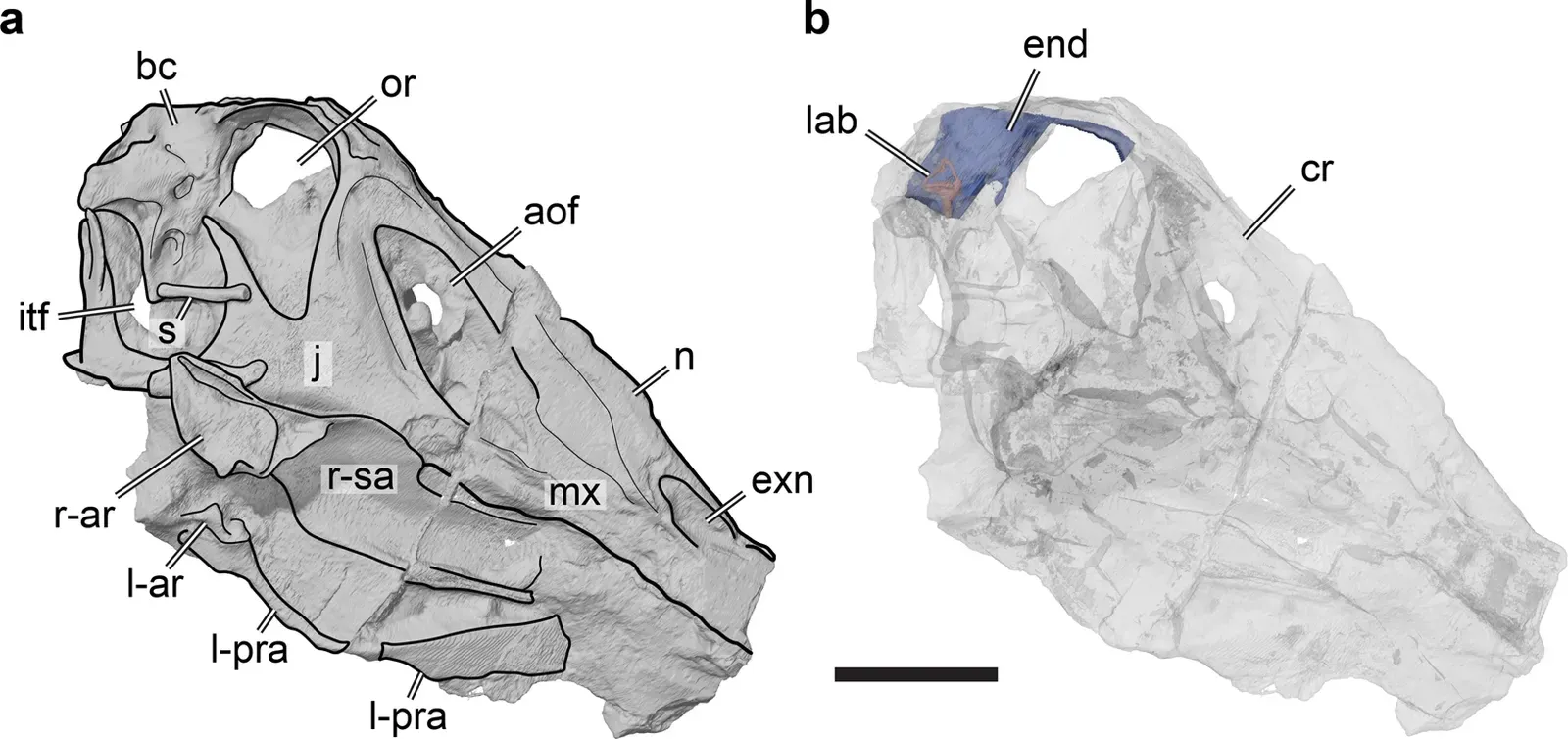 2. Endocasts Are the Secret Windows Into Prehistoric Minds (By Marco Schade, Oliver W. M. Rauhut & Serjoscha W. Evers, CC BY 4.0)