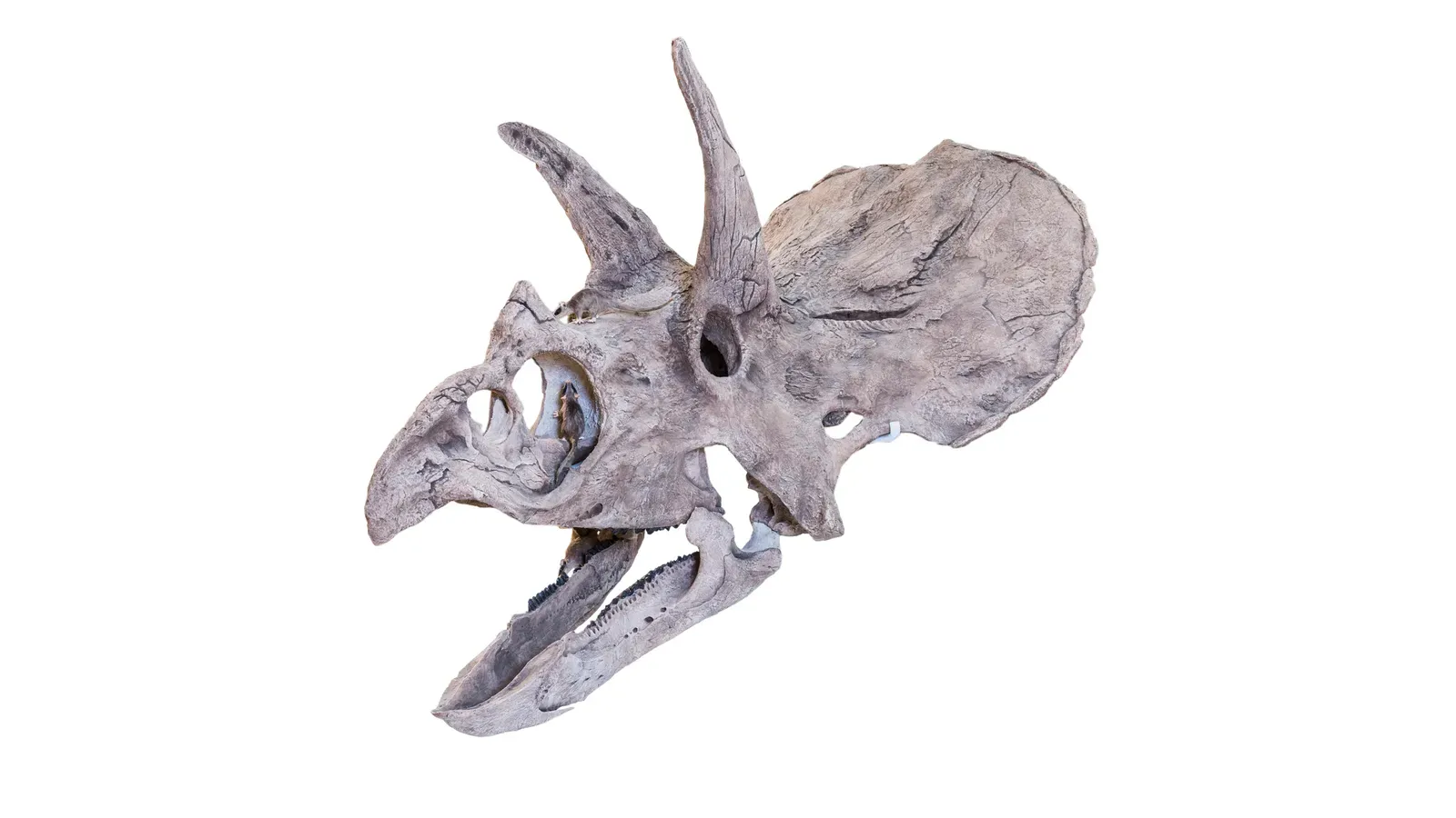 Its Beak and Teeth Were More Like a Living Wood‑Chipper Than a Cow’s Mouth (Matteo De Stefano/MUSEThis file was uploaded by MUSE - Science Museum of Trento in cooperation with Wikimedia Italia., CC BY-SA 3.0)