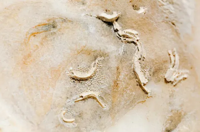 #2 - Fossils Too Heavy to Carry - Smashed On the Spot (Image Credits: Pexels)