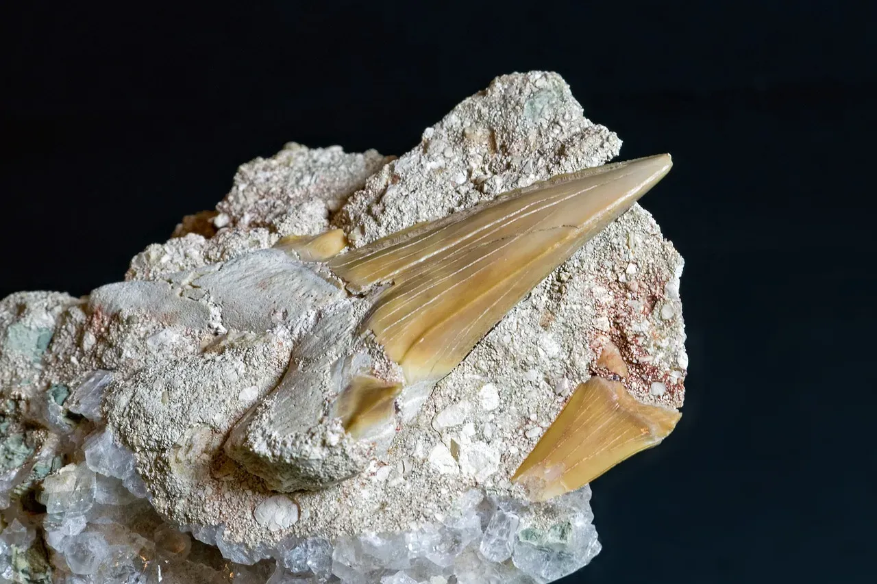 #18 - "Extinct" Shark Teeth Showing Up in Rivers Millions of Years Too Late (Image Credits: Pixabay)
