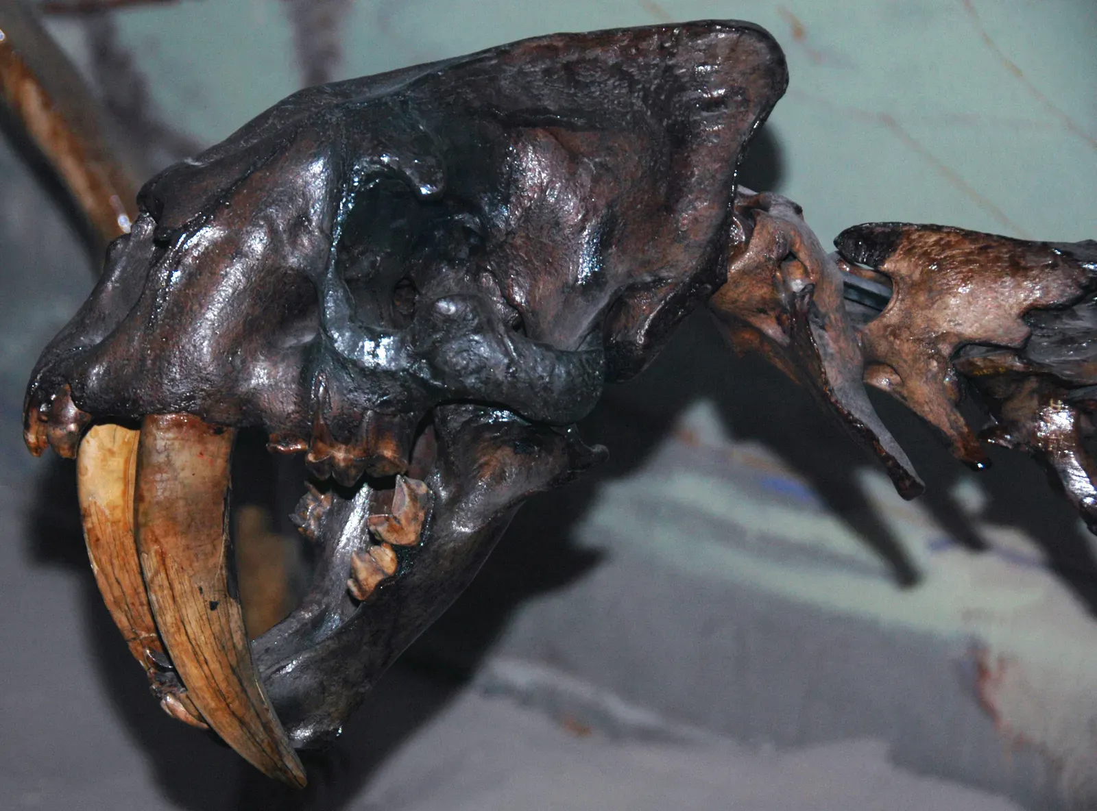 #8 - Its Teeth Grew on a Documented, Almost Mechanical Schedule (Smilodon californicus saber-toothed tiger (La Brea Asphalt, Upper Pleistocene; Rancho La Brea tar pits, Los Angeles, southern California, USA) 3, CC BY 2.0)