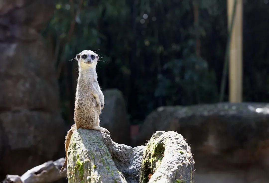 Cancer – The Meerkat’s Protective Vigilance (Image Credits: Unsplash)
