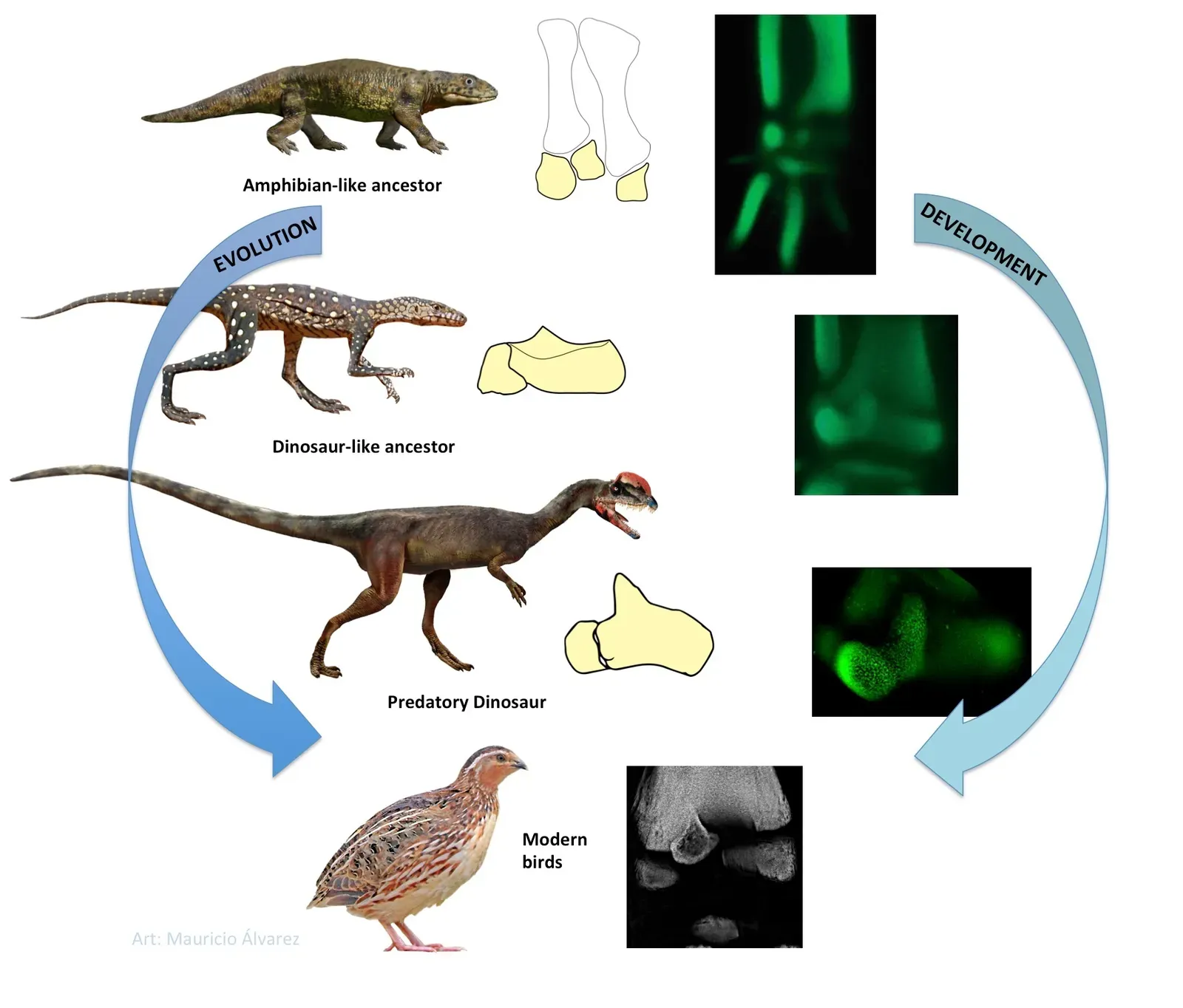 Conclusion: A Connection Beyond Doubt (Image Credits: Wikimedia)