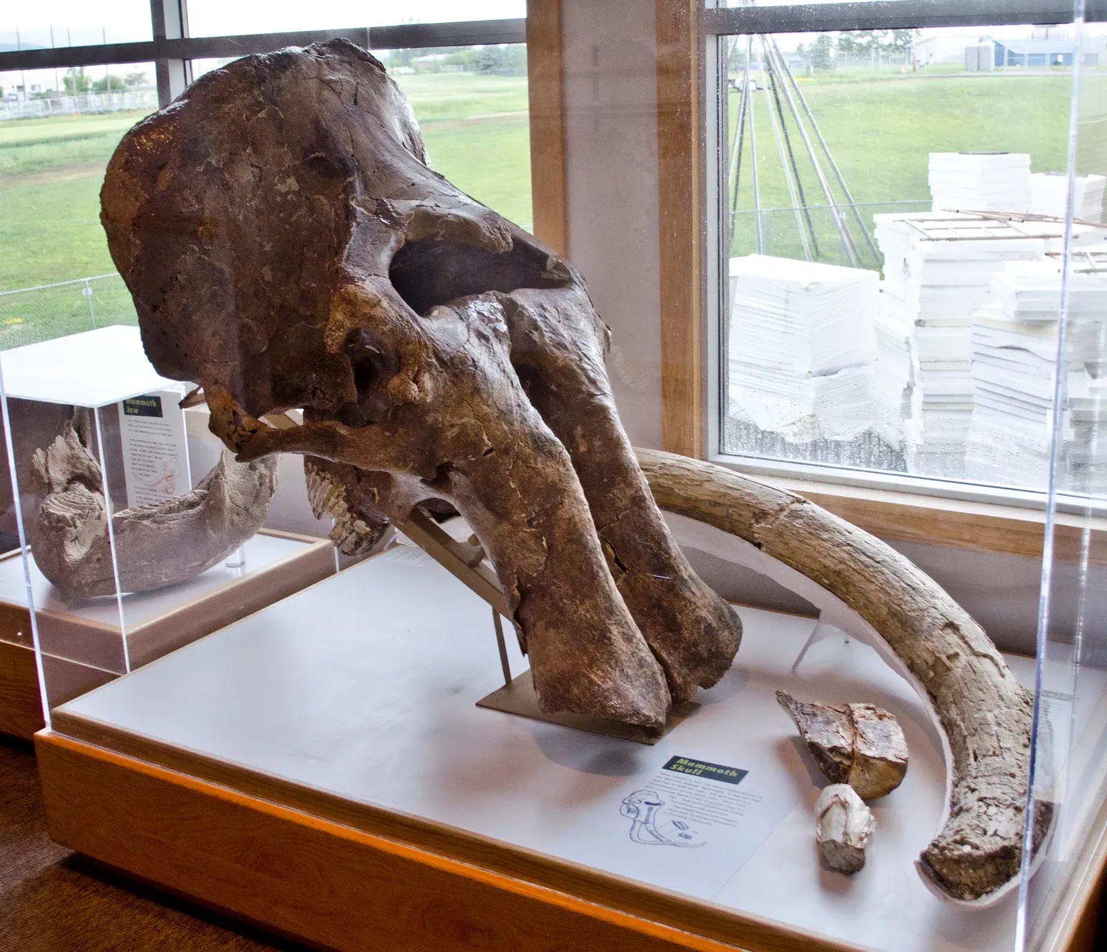 #18 - The "Cyclops" Skulls Made From Mammoths and Other Giants (By Tim Evanson, CC BY-SA 2.0)