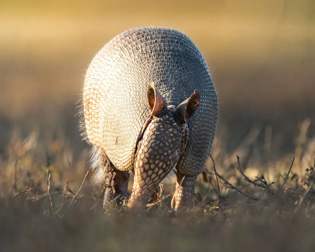 Why The Giants Vanished But The Little Tanks Stayed (Image Credits: Unsplash)