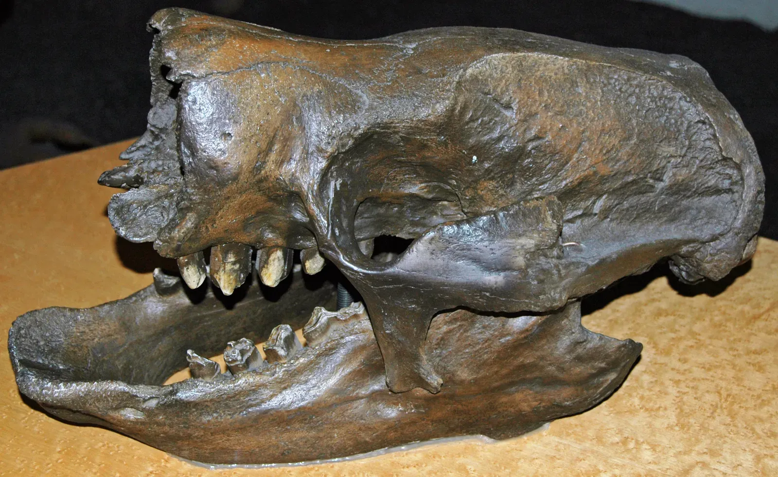 #7 - Their Teeth Reveal They Ate the Toughest Plants Around (By James St. John, CC BY 2.0)