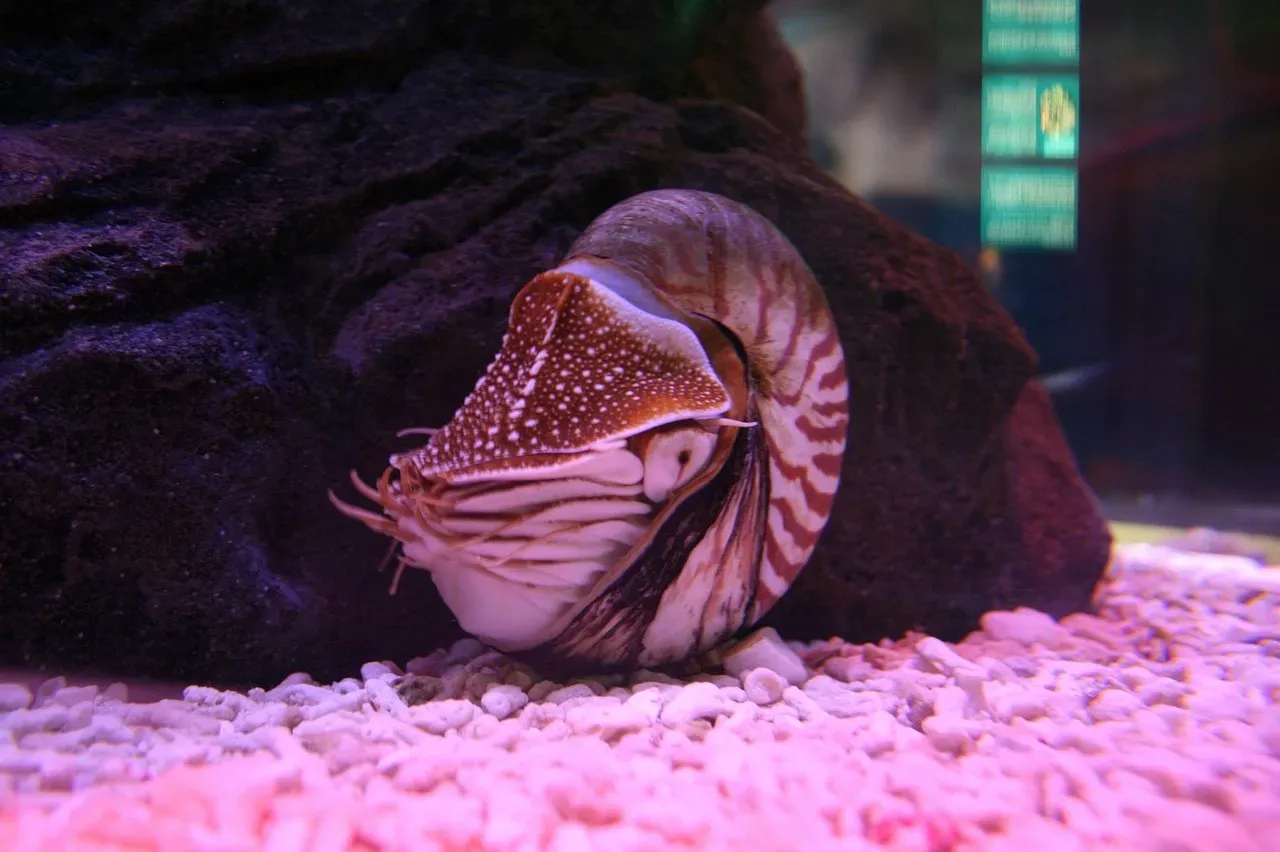 #1 - The Nautilus: A Half-Billion-Year-Old Submarine That's Still Sailing (Image Credits: Pixabay)