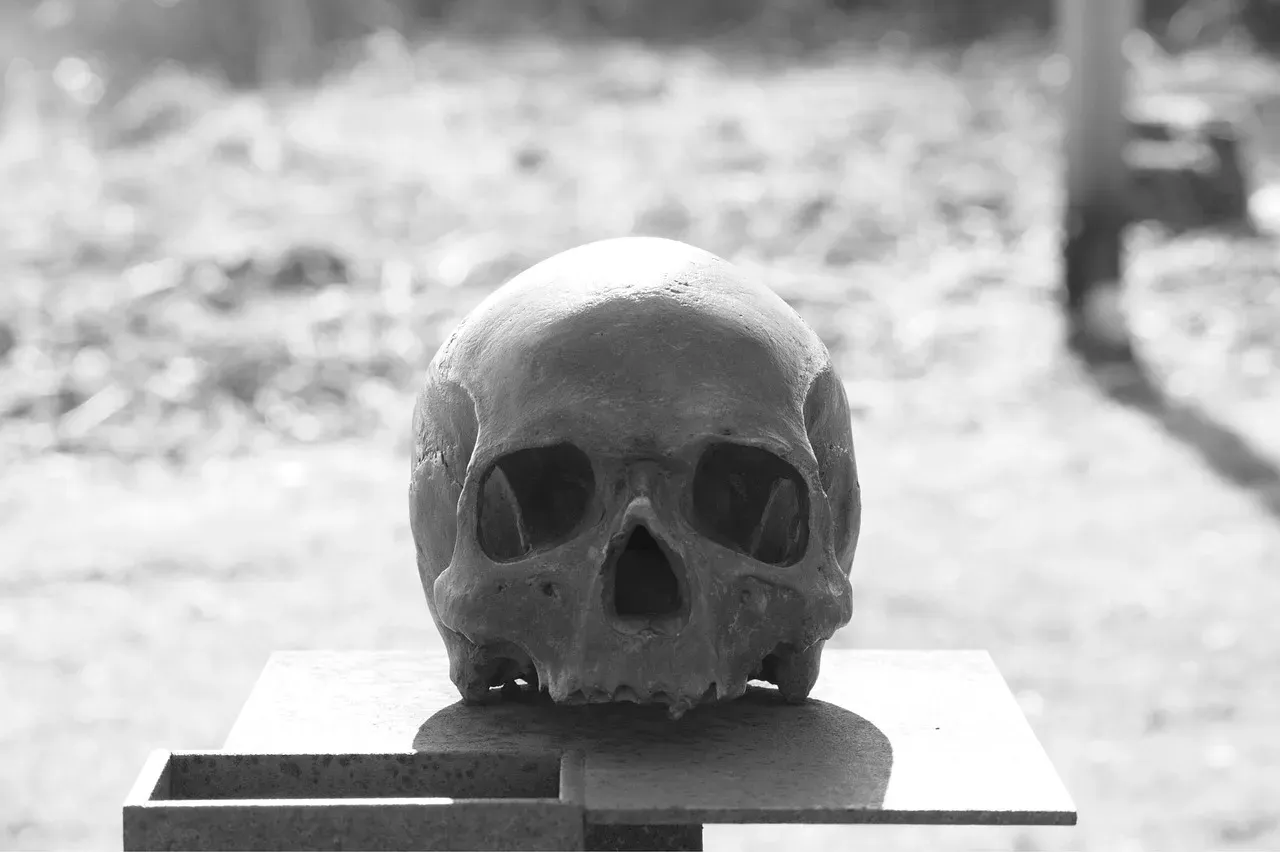 #1 - The Skull the Dog Walker Found (Image Credits: Pixabay)