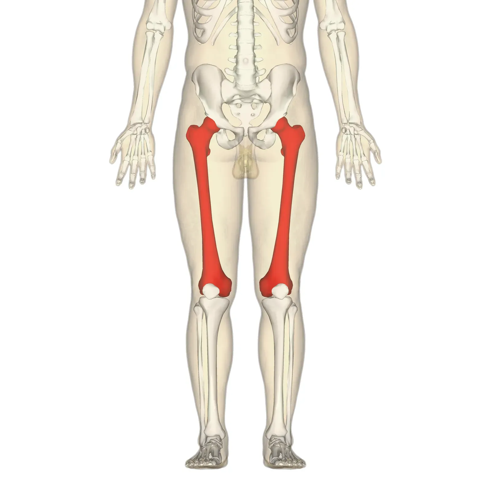 The Femoral Tubercle: A Telltale Sign of Walking Upright (Image Credits: Wikimedia)