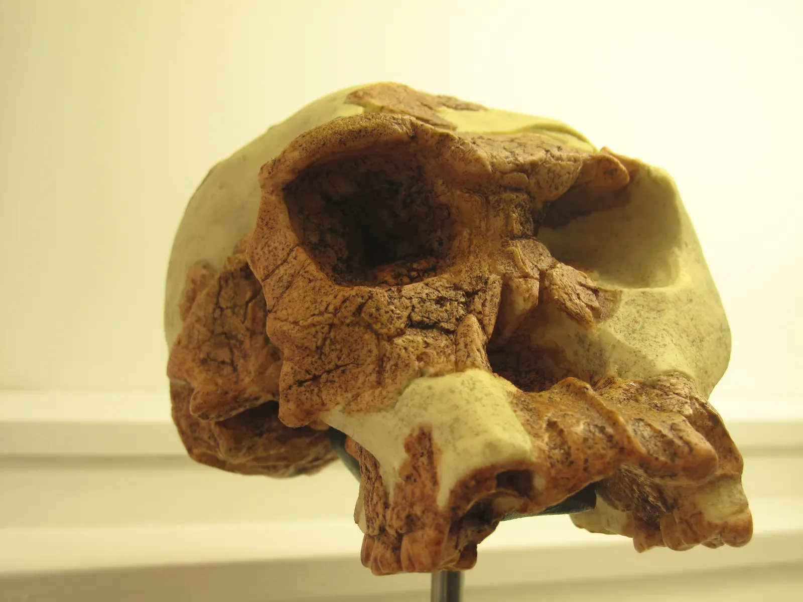 Homo habilis: The Improviser and Early Tool Hacker (By Rama, Public domain)
