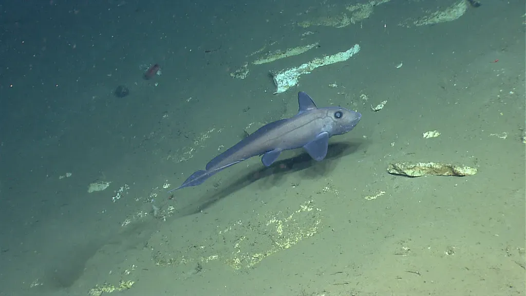 5. A New Deep-Sea Chimaera That Stretches the Limits of Its Own Group (NOAA Photo Library, Flickr, CC BY 2.0)