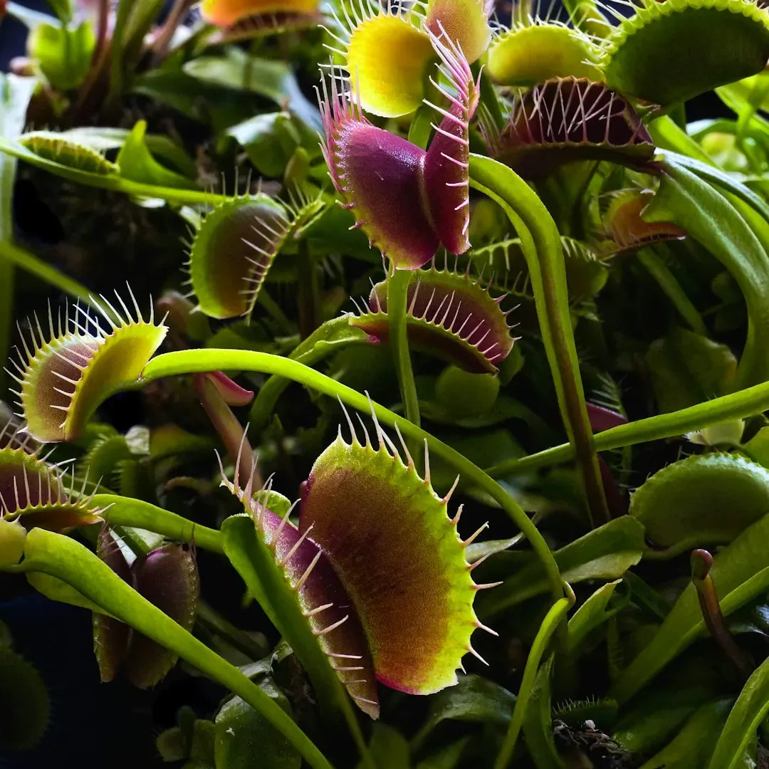 Evolving the Tools for Survival (Image Credits: Unsplash)