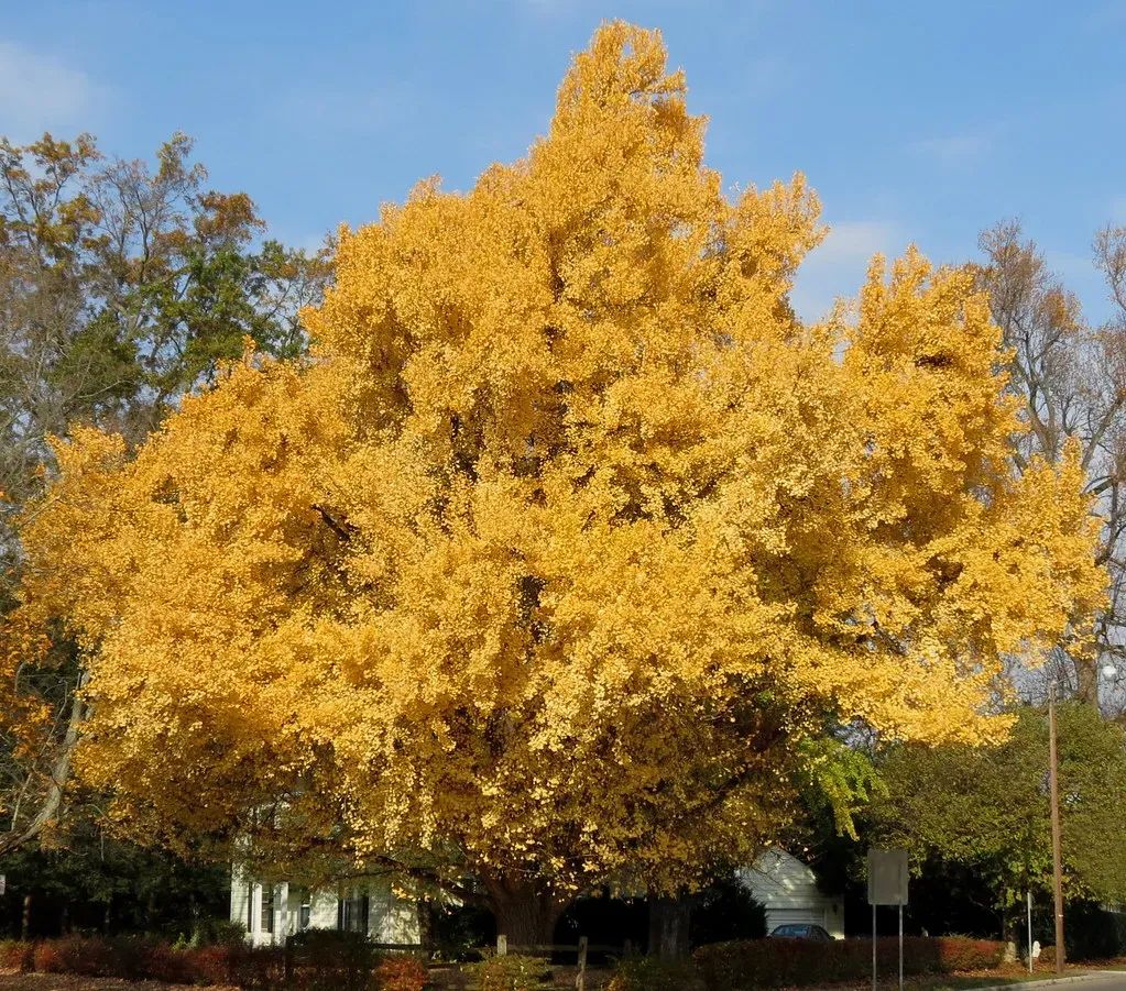 3. Ginkgos: Fan‑Leaved Relics in a World Without Flowers (James St. John, Flickr, CC BY 2.0)