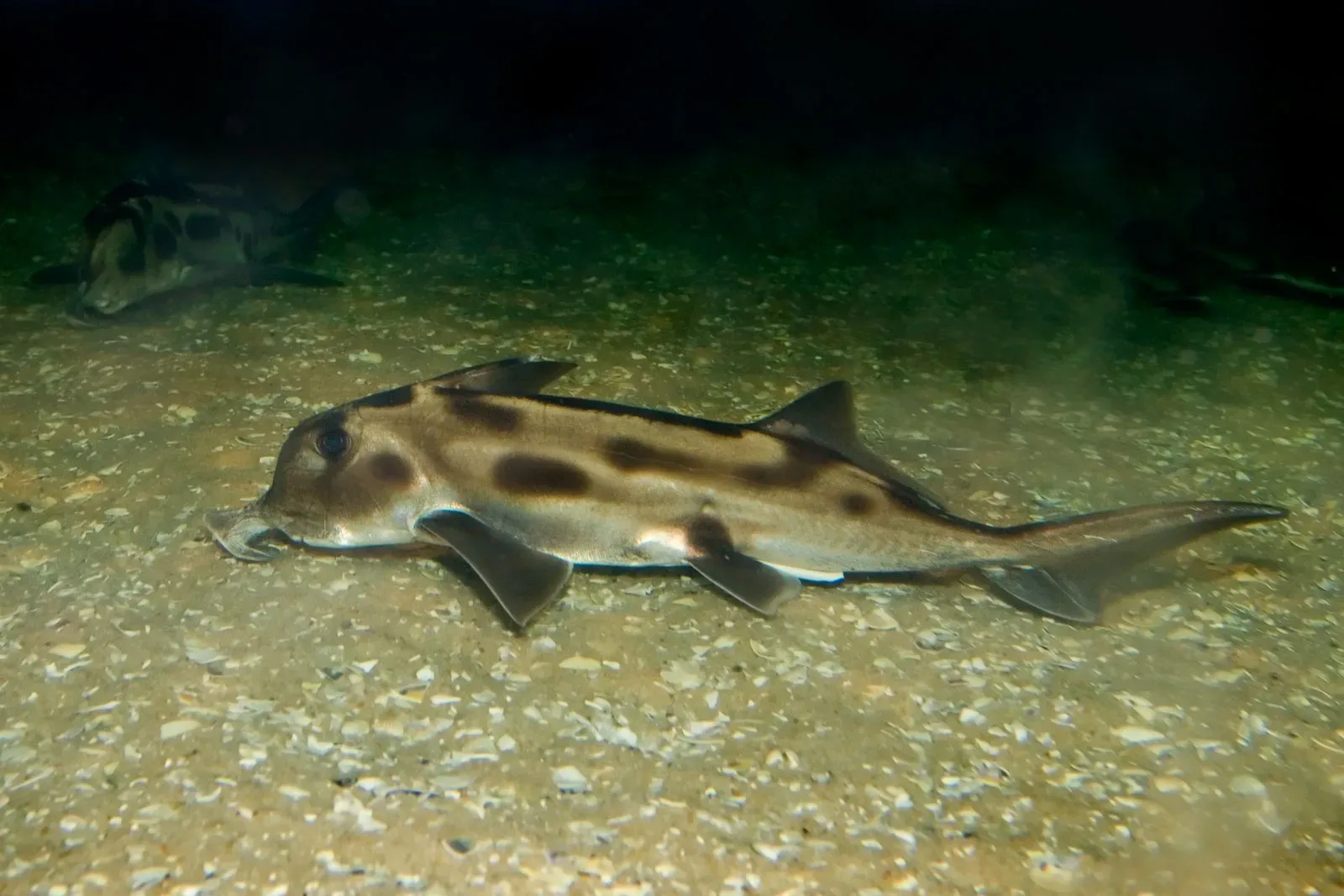 #6 - The Elephant Shark: The Slowest-Evolving Vertebrate on Record (By fir0002  flagstaffotos [at] gmail.com
Canon 20D + Tamron 28-75mm f/2.8, GFDL 1.2)
