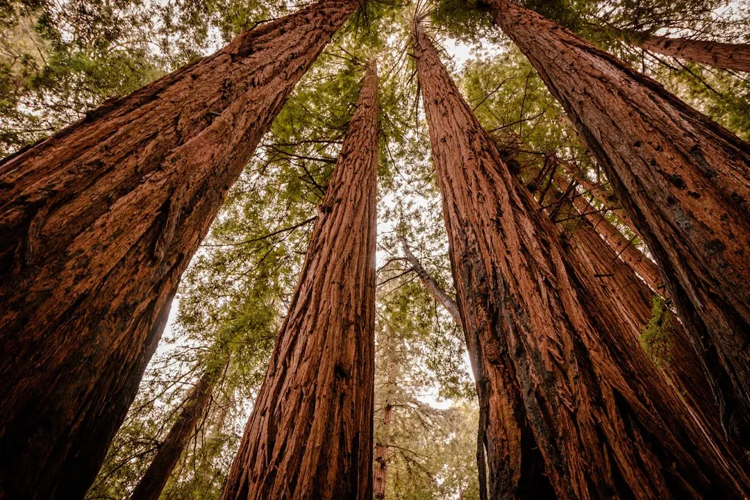They Gave Us Living Fossils Like Redwoods and Sequoias (Image Credits: Unsplash)