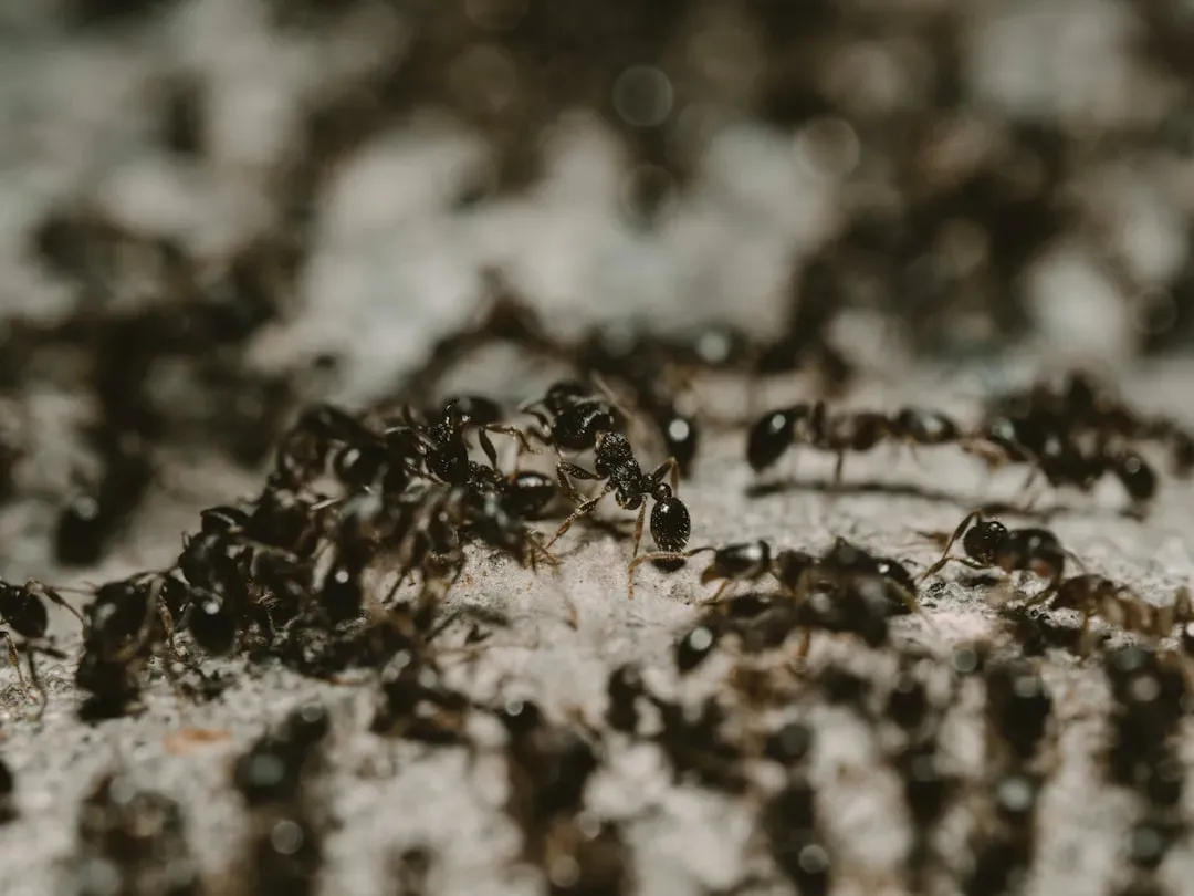 #5 - Ants (The Underground Architects) (Image Credits: Unsplash)