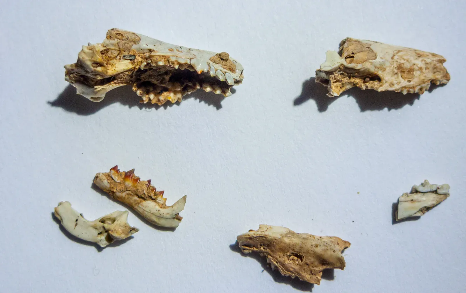 #11 - The Moulin Quignon Jaw: A Purchased Prehistory (Image Credits: Wikimedia)