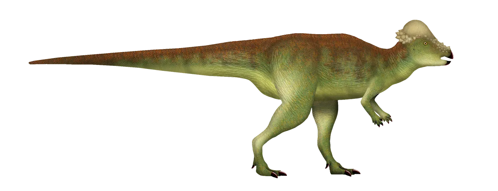 5. Pachycephalosaurus: The Hard‑Headed Enigma (By TotalDino, CC BY-SA 4.0)