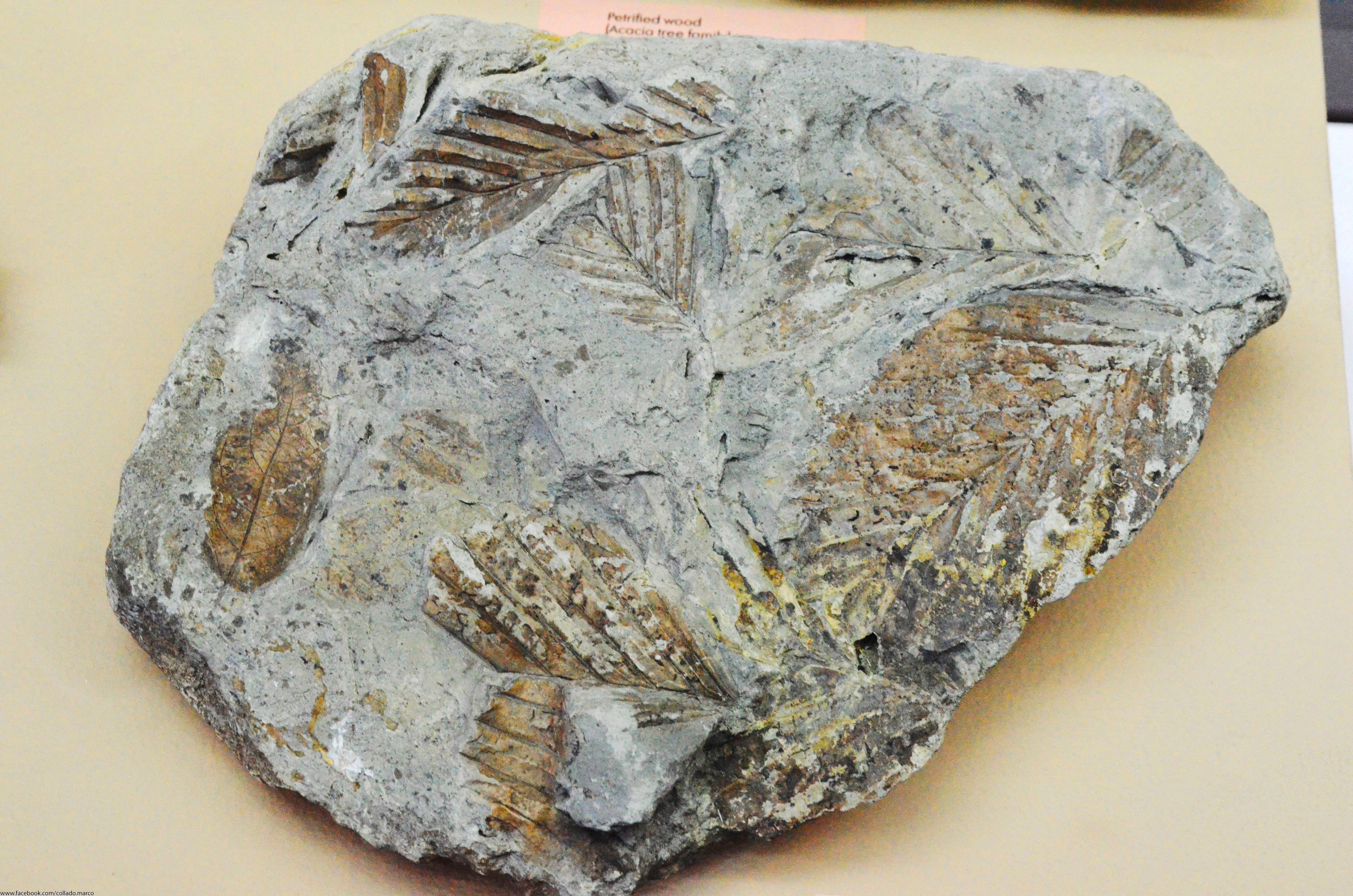 The Fossil Record Tells Complex Stories (Image Credits: Wikimedia)