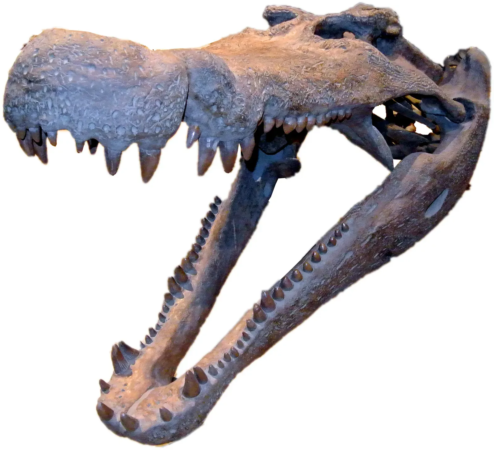 5. Deinosuchus: The Dinosaur-Eating Croc With No Real Body (By Wilson44691, CC0)