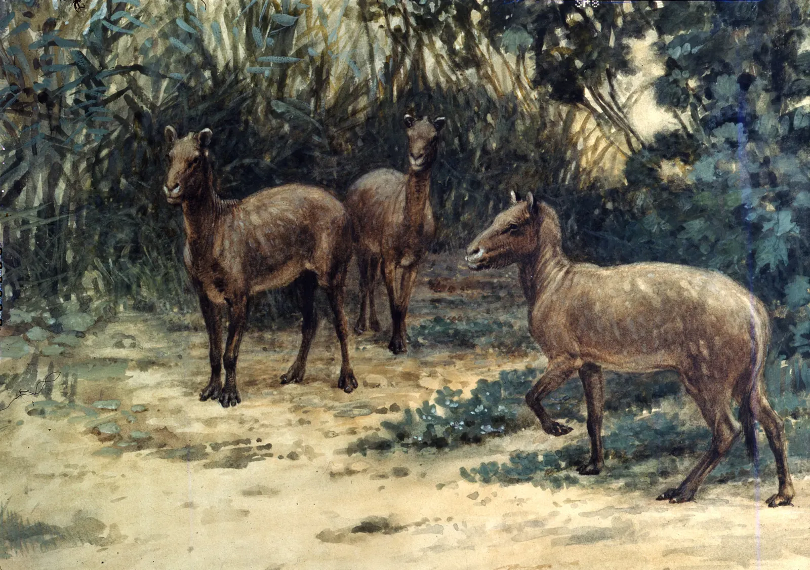 From Tiny Forest Browsers to the First Multi-Toed Horses (By Charles Robert Knight, Public domain)